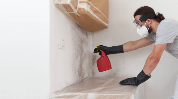 Professional Basement Mold Remediation technician working in Hanover, MD